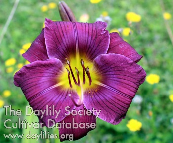 Juris Little Blueberry AHS image