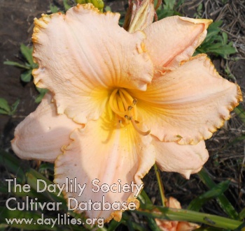 Peach Sunset Symphony AHS image