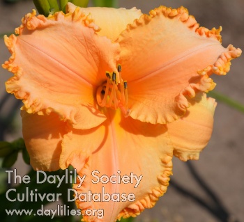 Tangerine Symphony AHS image