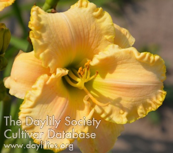 Sunglow Peach AHS image