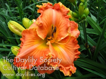 Tangerine Odyssey AHS image