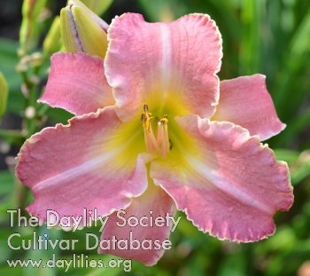 Passion's Pink Petutti AHS image