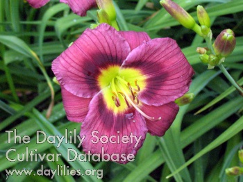 Petite Amethyste AHS image