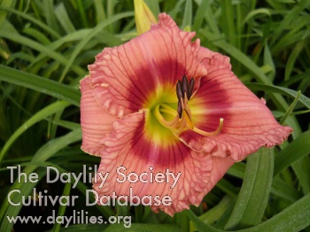 Sudetic Pink Standard AHS image