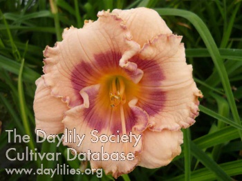 Sudetic Lavender Princess AHS image