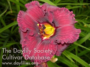 Sudetic Night Bells AHS image