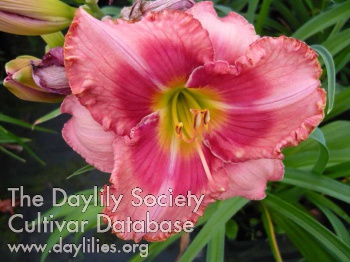 Sudetic Pink Ballet AHS image