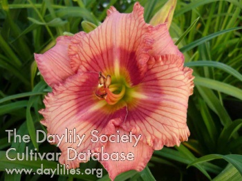 Sudetic Pink Draft AHS image