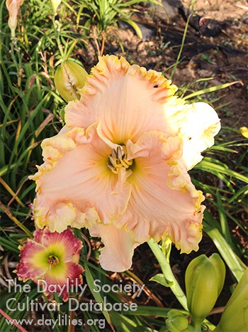 Trenton Heaven Scent AHS image