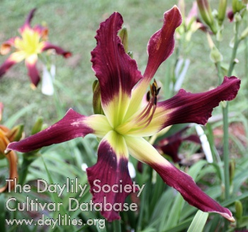 Mulberry Bayou AHS image