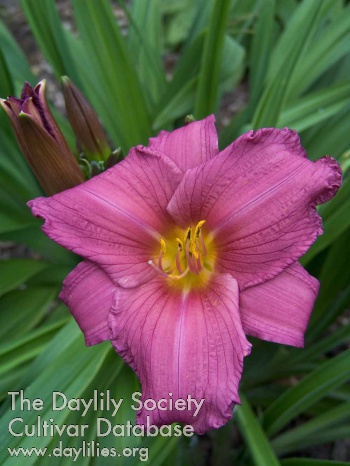 Purple Flight AHS image