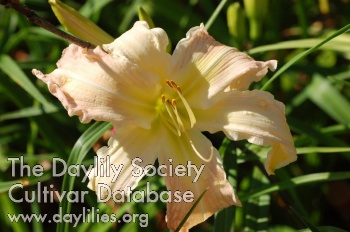 Maple City Peach Sorbet AHS image