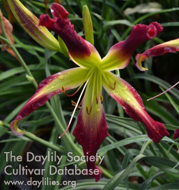 Mar's Crimson AHS image