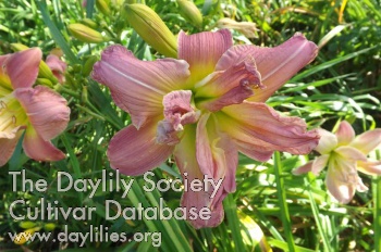 Betsy Detmer AHS image
