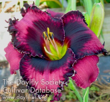 Spacecoast Blackberry Cobbler AHS image