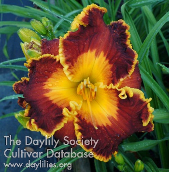 Spacecoast Saltwater Taffy AHS image