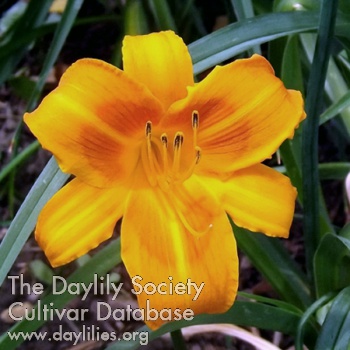 Tangerine Trollop AHS image