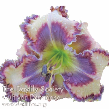 Pete's Electric Blue Beauty AHS image