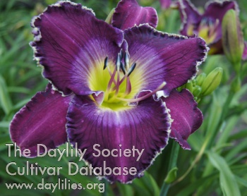 Lily Farm Royalty AHS image