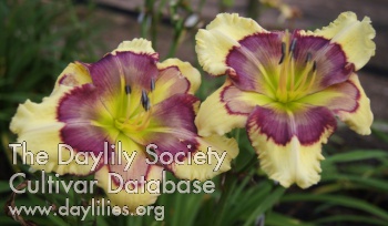 Lily Farm Looking Glass AHS image