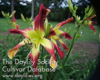 Patriotic Beauty AHS image