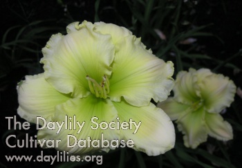 Spring Green Beauty AHS image