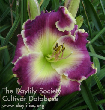 Duckalicious AHS image