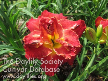 Red Ragtop AHS image