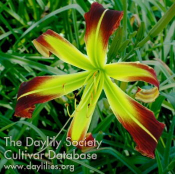 Mystic Red Dragon AHS image