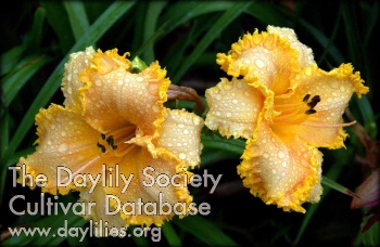 William Powell AHS image
