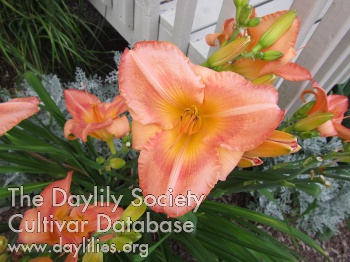 Canadian Orange Crush AHS image