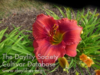 Red Hot Crimson AHS image