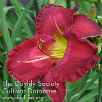 Irresistible in Red AHS image