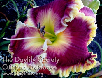 Jammin's Rose AHS image