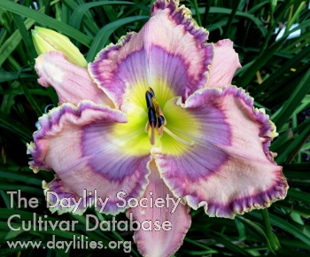 Jammin's Lavender Lush AHS image