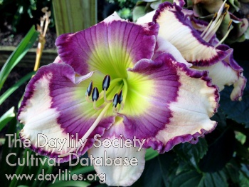 Jammin's Purple Trumpet AHS image