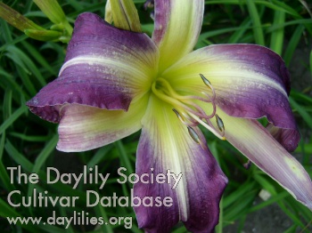 Boitzer Lilac Diva AHS image