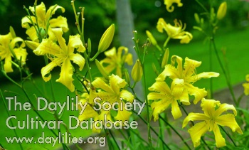 Wellesley College AHS image