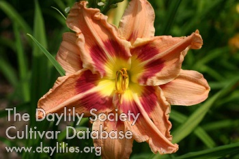 Peachy Poly AHS image