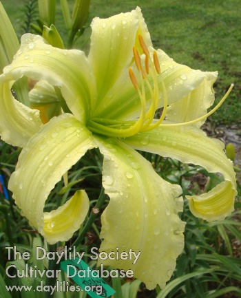 Lime Infusion AHS image