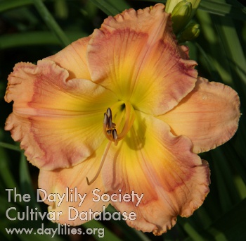Cajun Shamrock