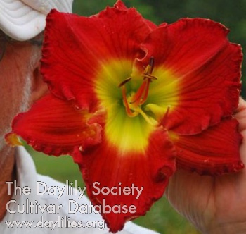 Greatful Red AHS image