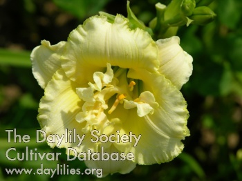 Little Doily AHS image