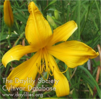 Back Yard Dahlonega Gold AHS image