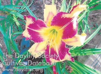 Canoochee Buzz Alert AHS image