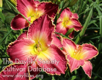 Piccadilly Lilly AHS image