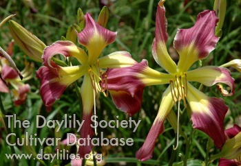 Dragonfly Passion AHS image