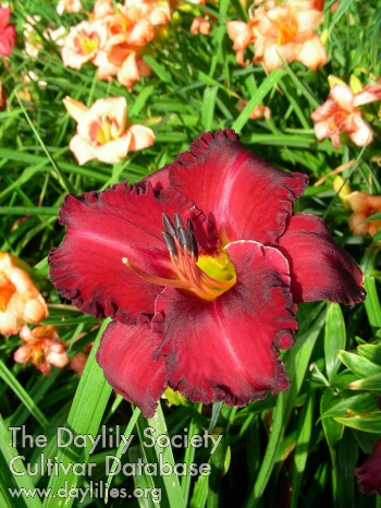 Raspberry Cordial AHS image