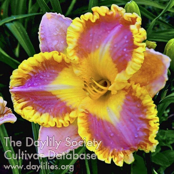 Morelia's Beauty AHS image
