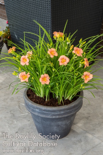 EDL Rose AHS image